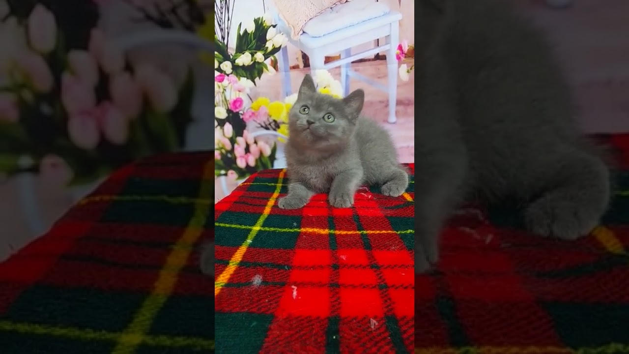 シャルトリュー シャルトリュー誕生しました☺️