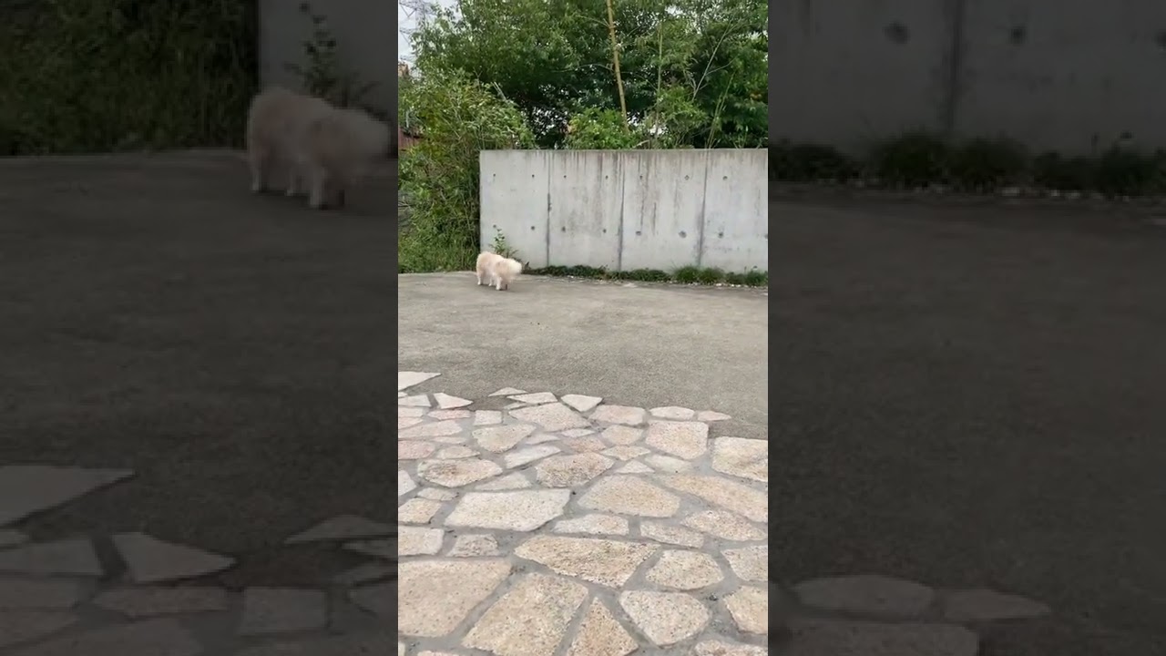 散歩を楽しむ猫。兄弟。ラガマフィン#shorts