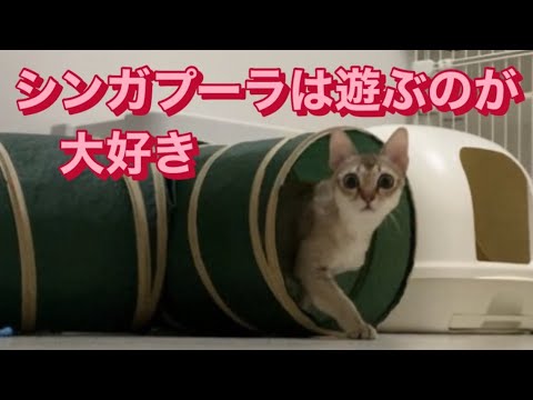 シンガプーラは遊ぶのが大好きです