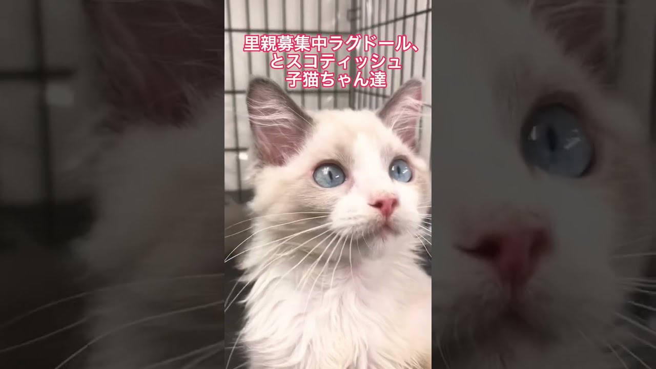 里親募集中子猫ちゃん達😸ラグドール＆スコティッシュ　アゴはネコ