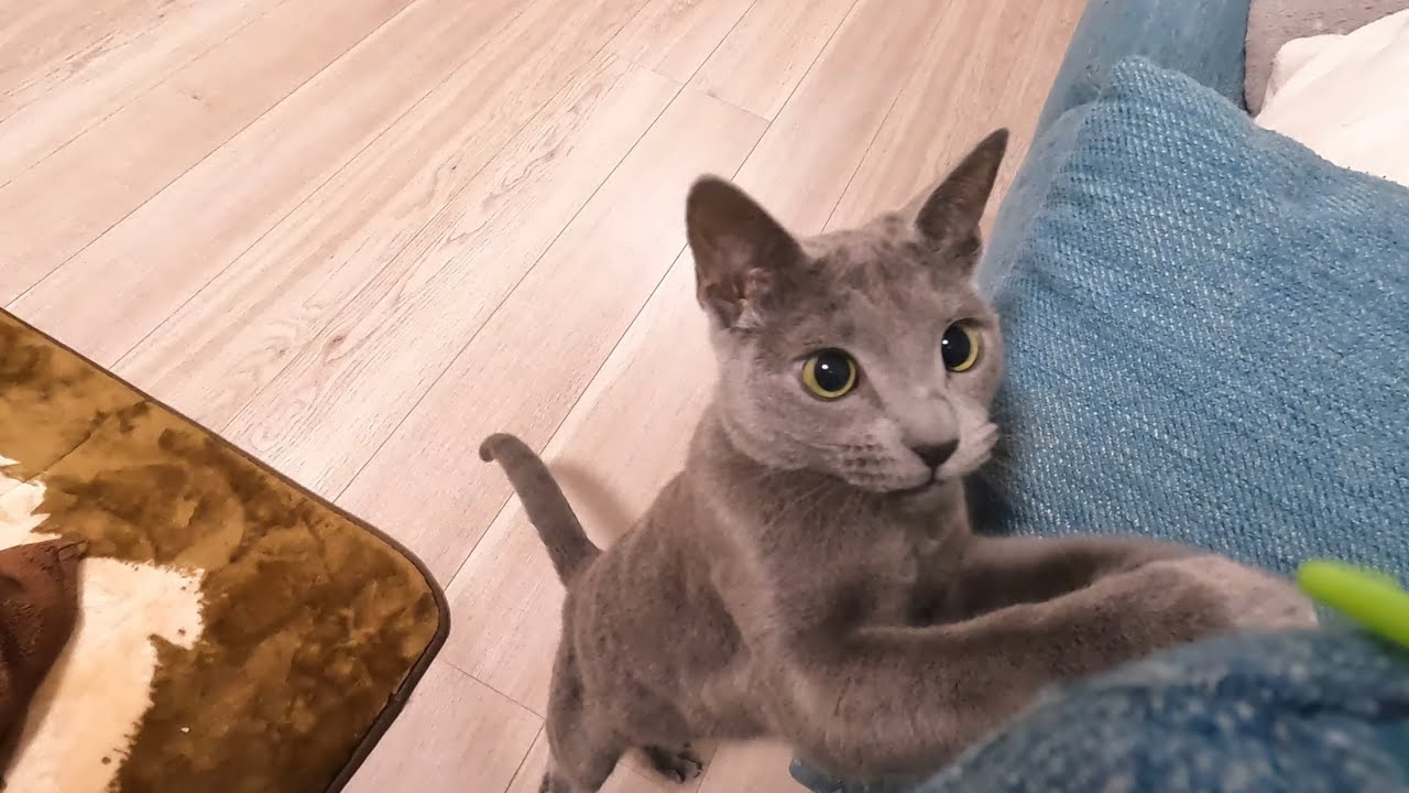 シアンはママと遊べてご満悦なようです