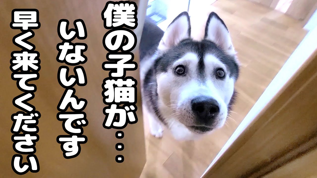最愛の僕の子猫が家出したと思い必死で探すハスキー犬がこちら...