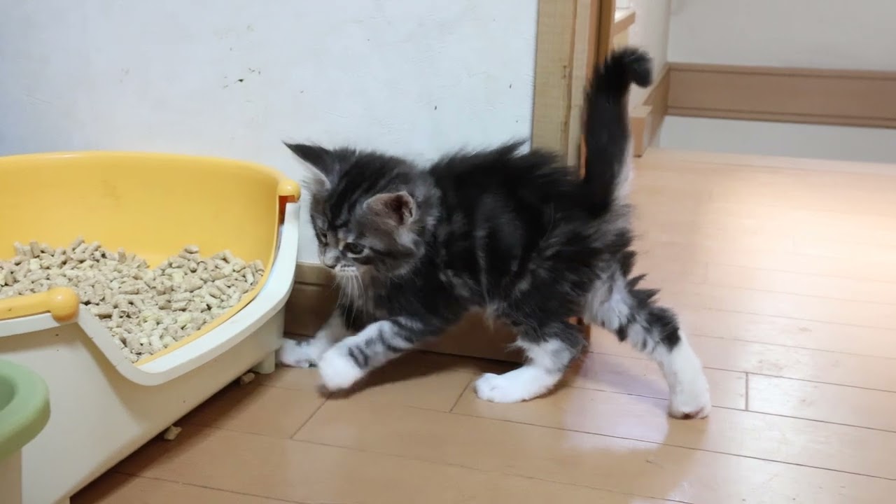 アンドホワイトのシルバーのメインクーン子猫