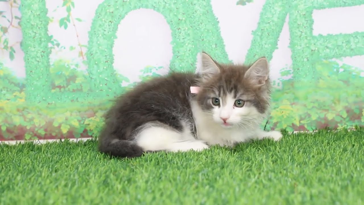 Coo&RIKU　No607247　ノルウェージャンフォレストキャット