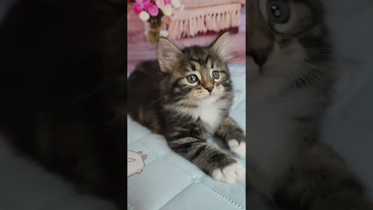 サイベリアン お父さんチャンピオン✨