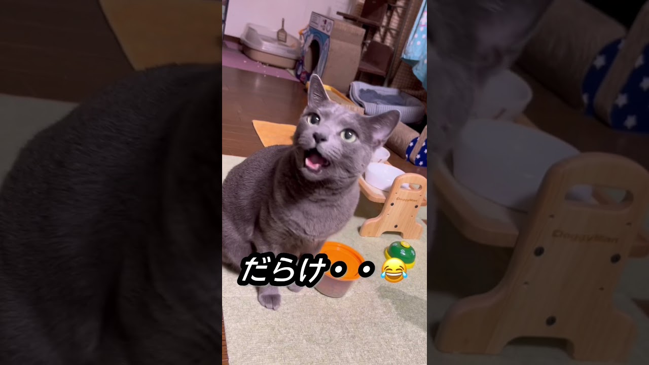 【ロシアンブルー】めろん今朝はおねだり声いっぱい😁【猫】#shorts
