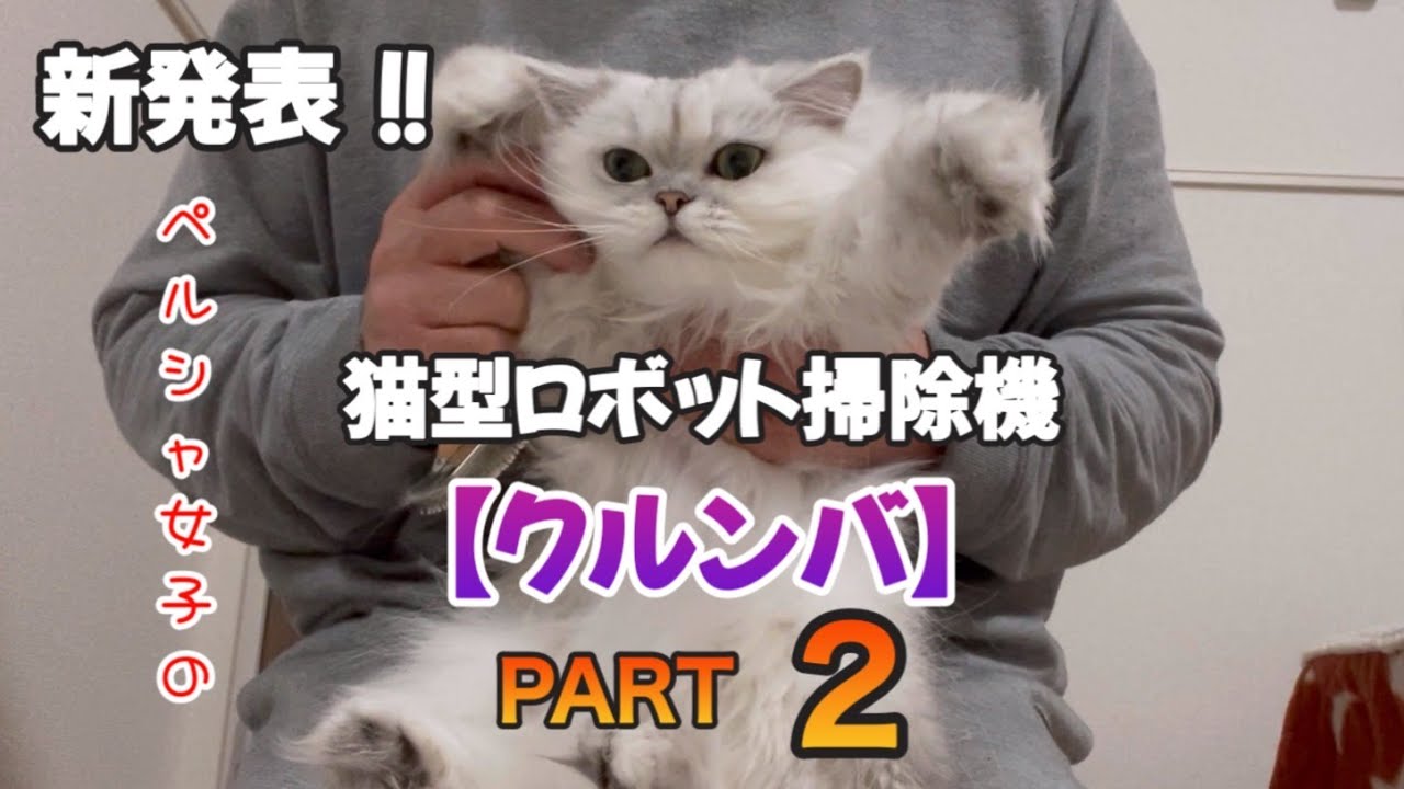 【猫動画】ペルシャ女子の猫型ロボット掃除機【クルンバ】PART2