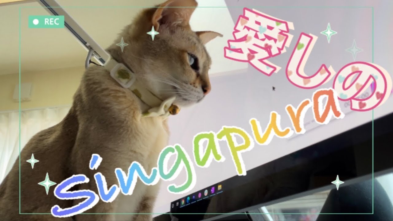 シンガプーラという美しくて愛らしい猫の動画