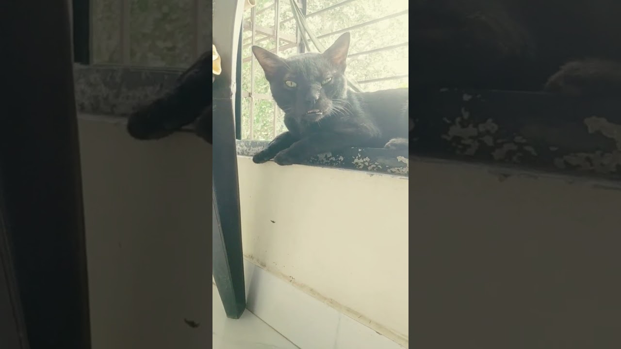 Angry cat hold my mobile 😲 #comedy #short #viral #youtubeshort #pets #funny