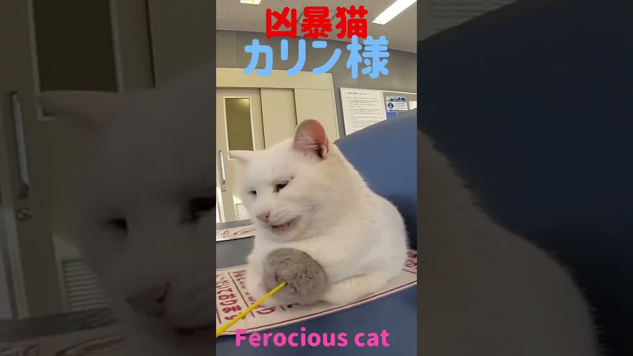 あの凶暴猫のカリン様 可愛い過ぎるボンボン遊び Ferocious cat #shorts