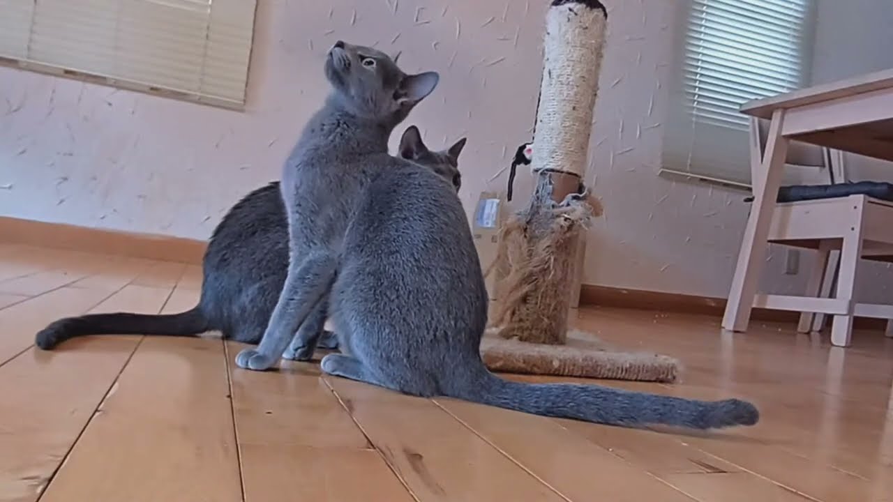 生後121日目 ロシアンブルー子猫  お腹ぽんぽこ？My kitten's diary. Russian Blue