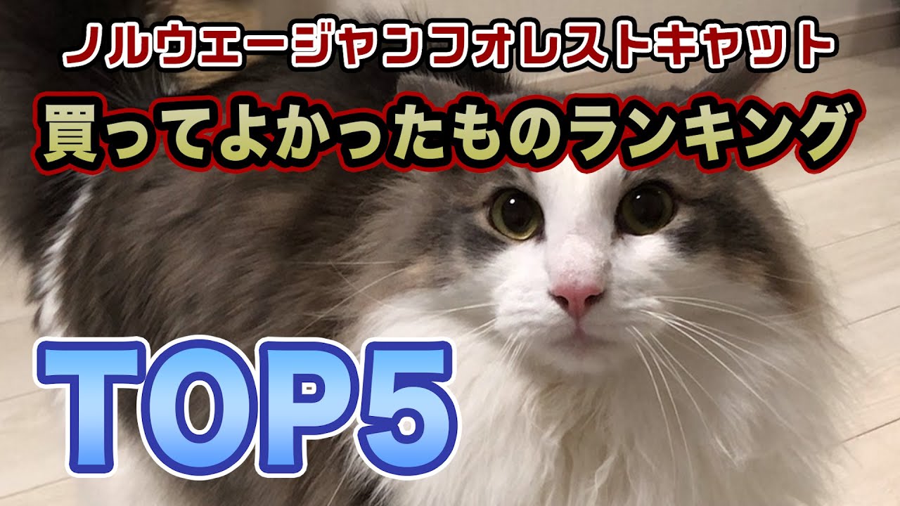 【ノルウェージャンフォレストキャット】買って後悔しない神アイテムTOP5！