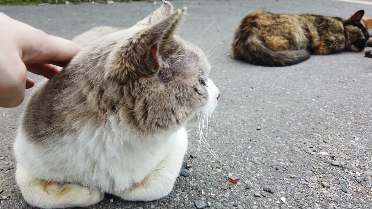 スフィンクス猫