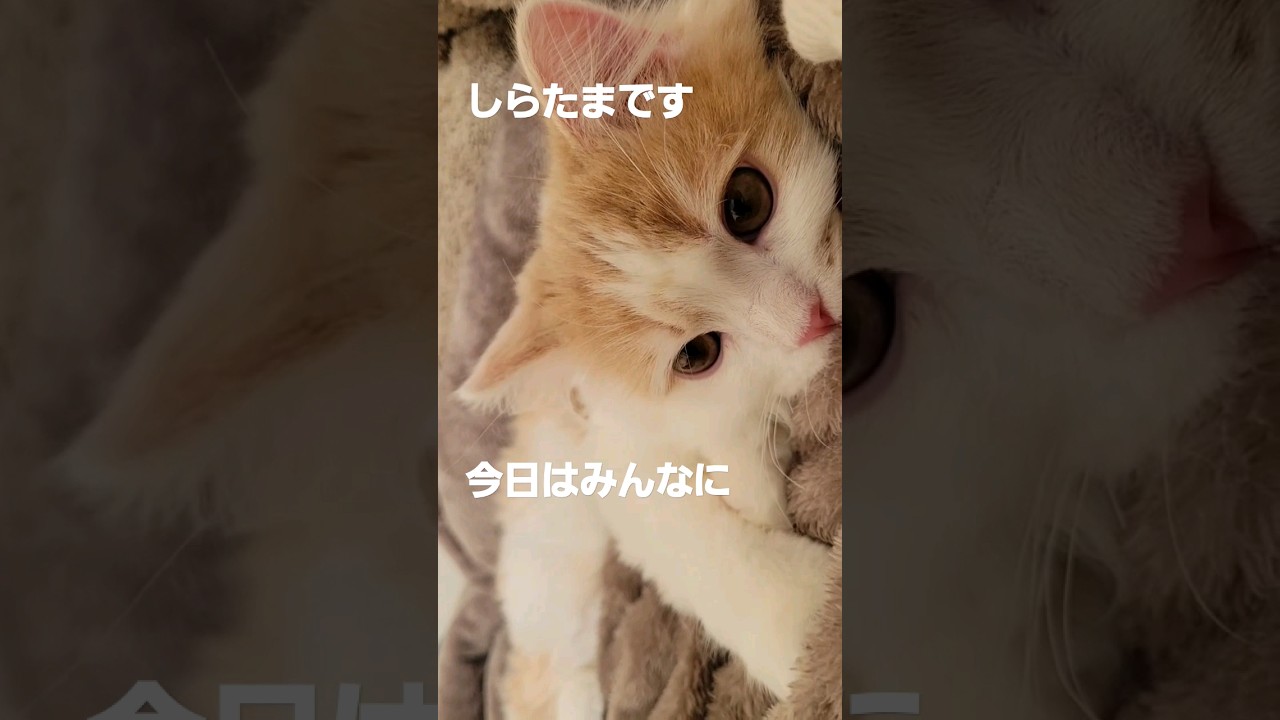 【子猫】今日はみんなに…#ラガマフィン #shorts #cat