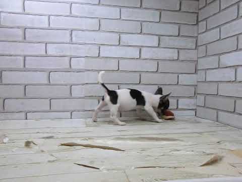 ワンラブ　ペットショップ　名古屋市　239136