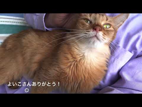 ソマリのまりちゃん  おひざにきてくれました！保護猫カフェ駒猫