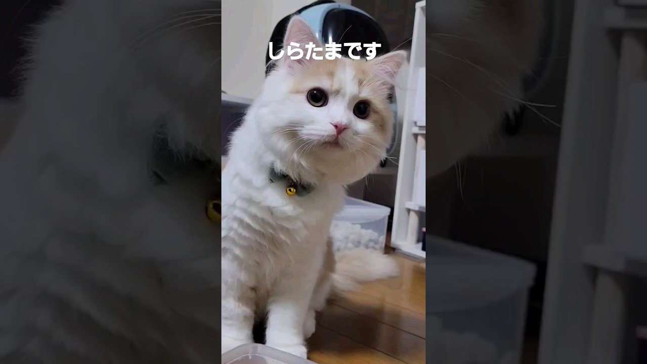 【子猫】え、お前のミルク？#ラガマフィン#cat #shorts