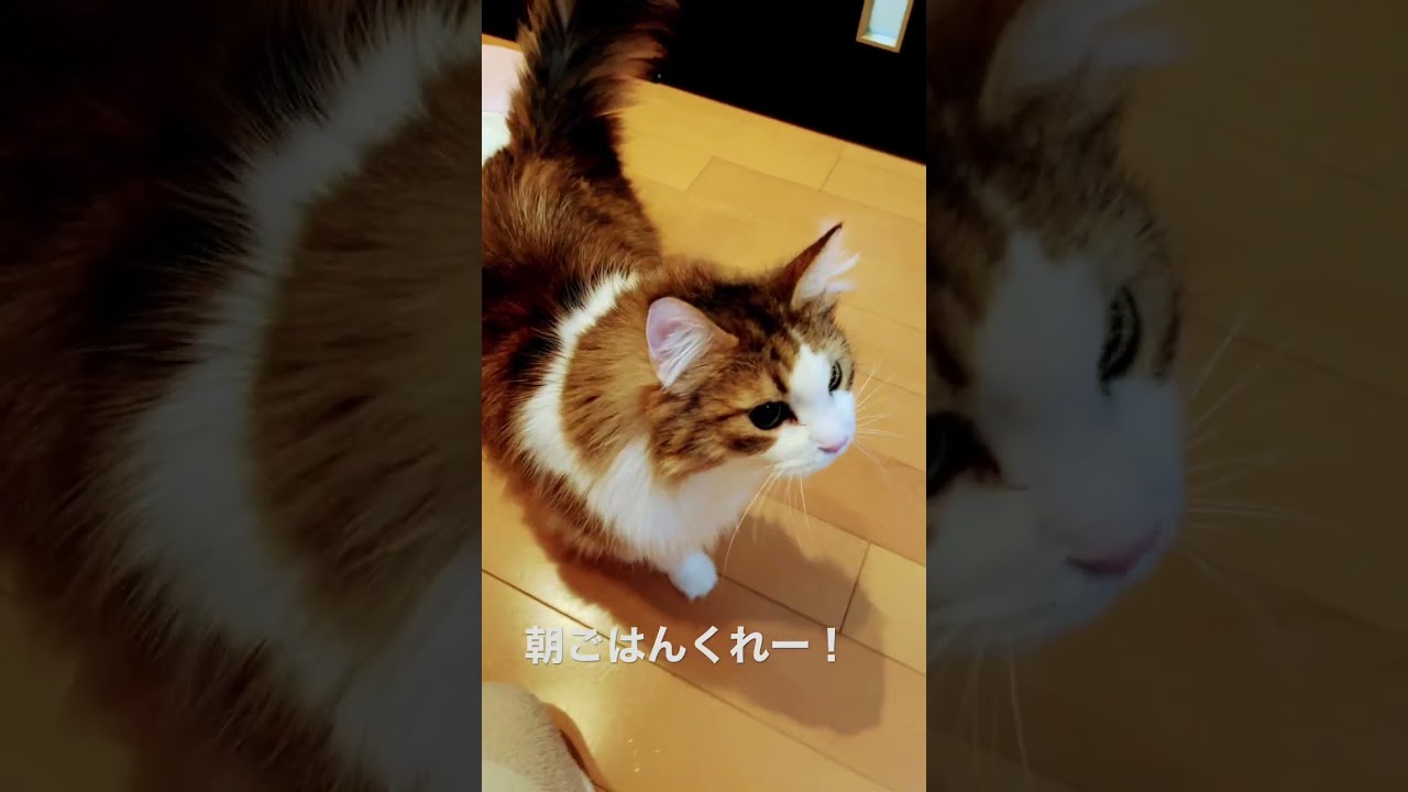 #cat #shorts #cats #ノルウェージャンフォレストキャット #大型猫 #猫 #猫との暮らし #norwegianforestcat