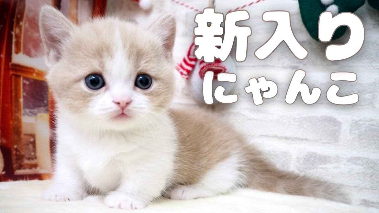 【初対面】ミヌエット子猫をお迎えします