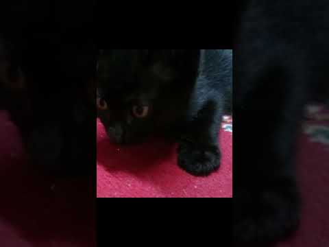 shorts26 何かを目で追う黒子猫