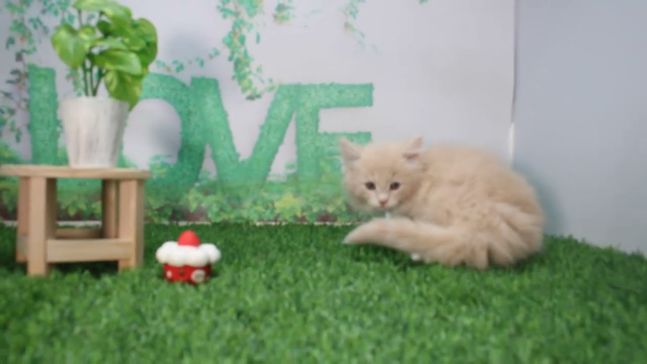 Coo&RIKU　No617534　ノルウェージャンフォレストキャット