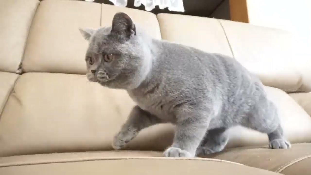 ブリティッシュショートヘアー子猫　British Shorthair　2022.9.4産まれ　ブルー　女の子　シーダキャット猫のお店