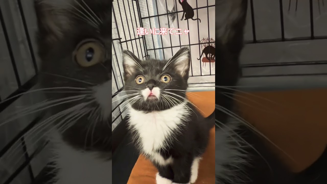 #里親募集中 #子猫 #マンチカン #可愛い猫