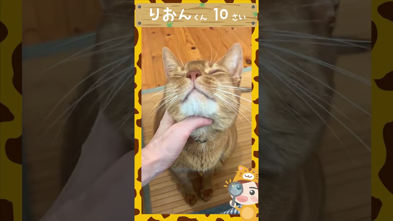 なでられ待ち😻アビシニアン猫りおん君10歳｜本日のアニマル発見隊！#shorts