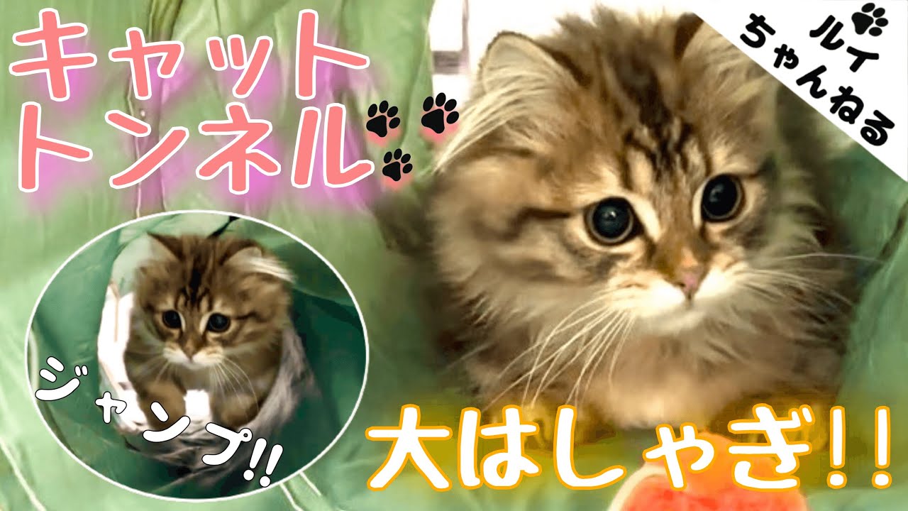 【キャットトンネル】子猫マンチカンが初めてのキャットトンネルに大はしゃぎ(笑)