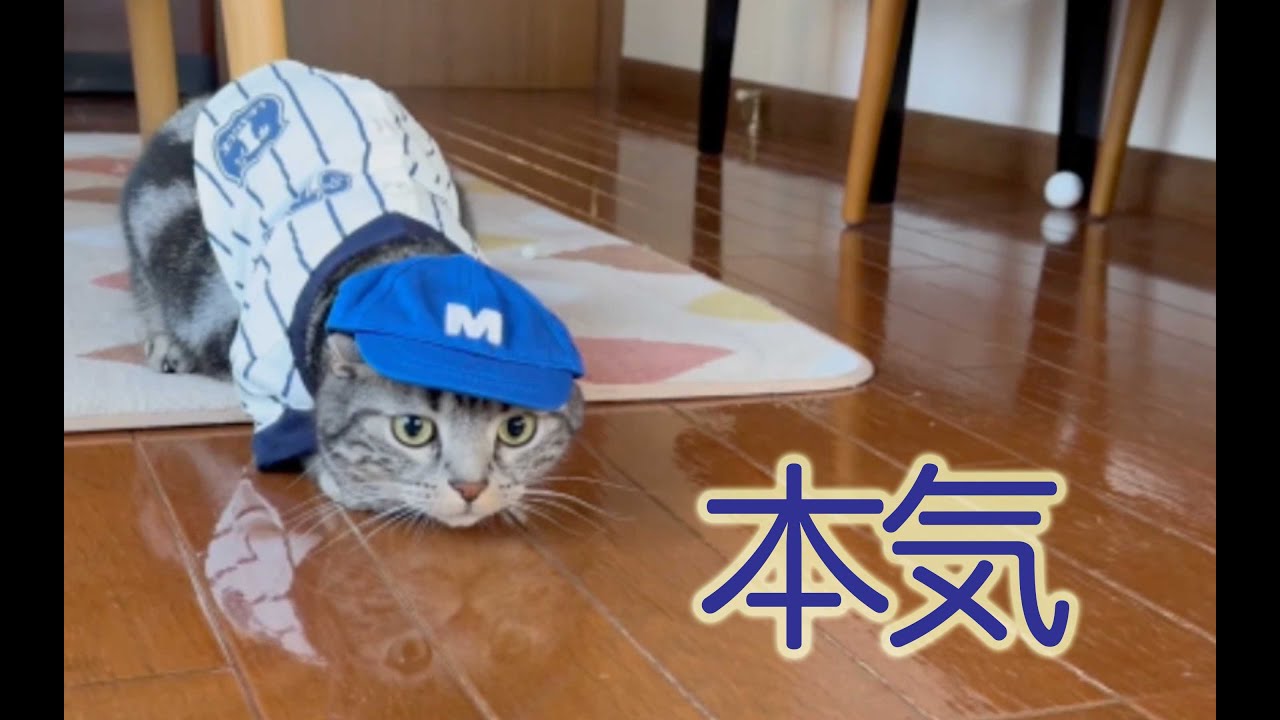KP玉を追いかける野球少年【アメショ猫】