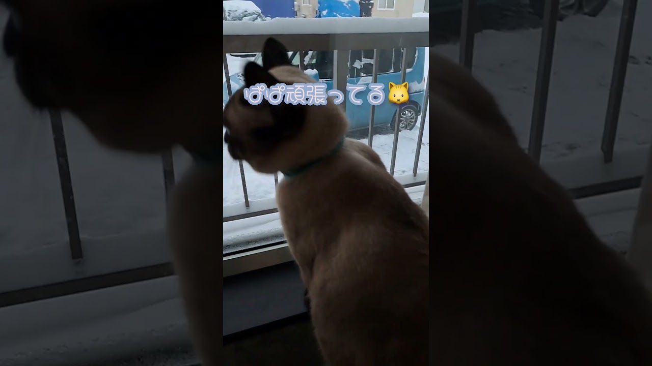 【猫】雪かきしようか悩むロイド🐱 #shorts #猫#雪#シャム猫ミックス