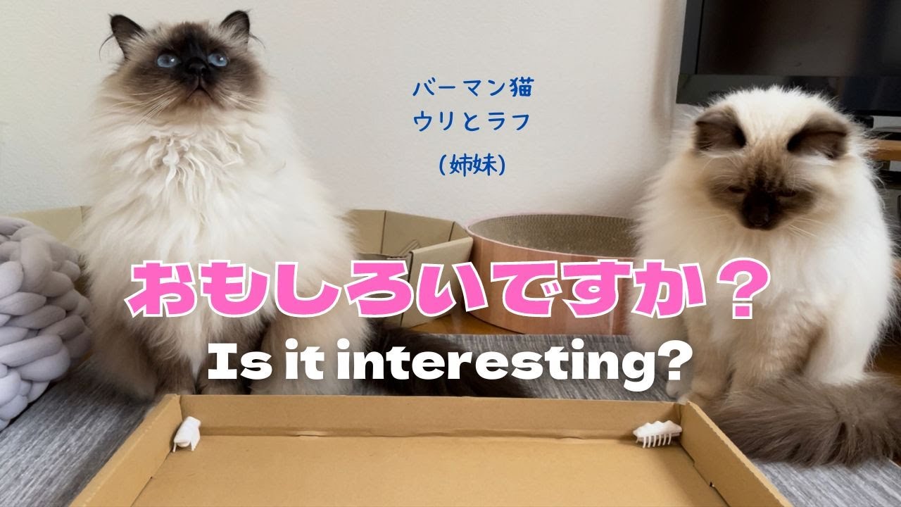 バーマン猫ラフとウリ【おもしろいですか？】Is it interesting?（バーマン猫）Birman/Cat