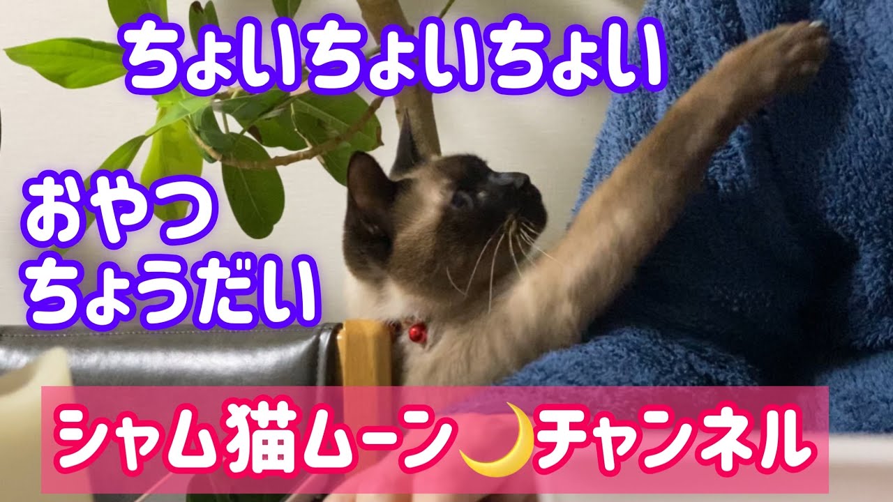 シャム猫ムーン🌙チャンネル🤩おやつちょうだい