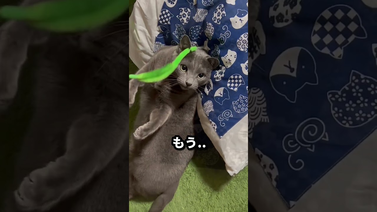 【ロシアンブルー】めろんのやる気のなーい遊び方😂【猫】#shorts