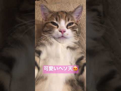可愛いヘソ天をする猫マンチカン。#shorts