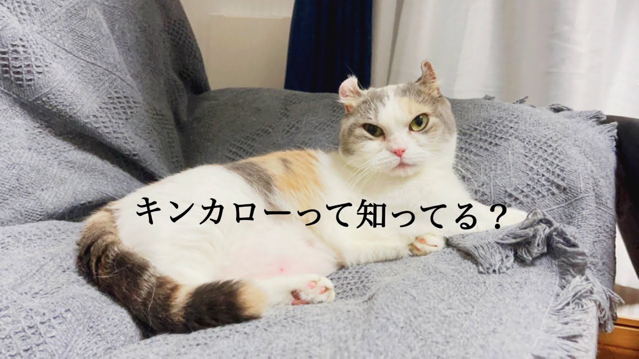 【マンチカン×アメリカンカール】キンカローのこむぎ