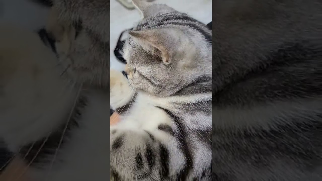 なこちゃん。なんで足濡れてる？【おしゃべりする猫】アメリカンショートヘアー