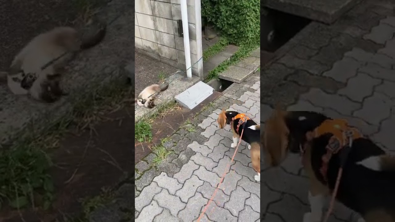 お友達のニャンコさん#ビーグル #シャム猫