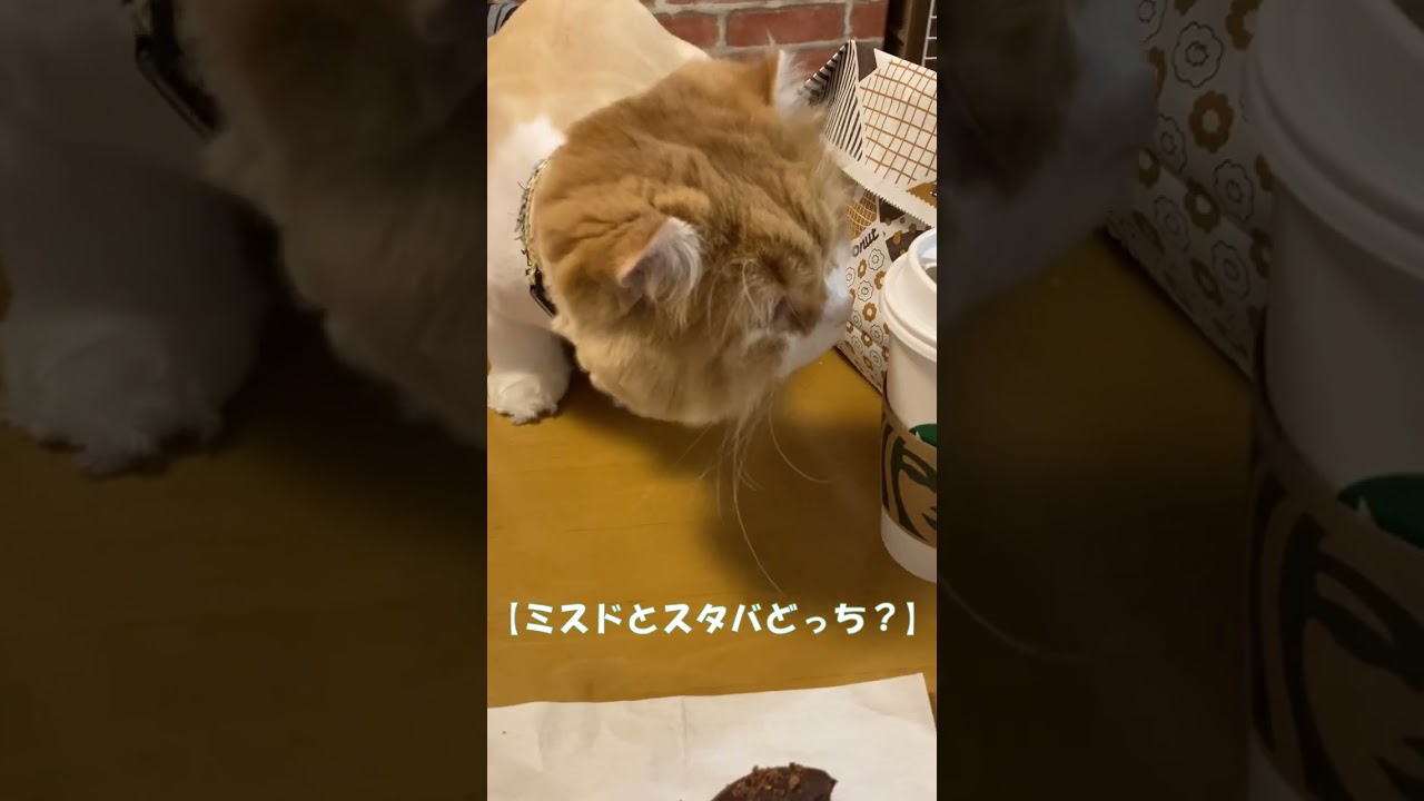 ミスドとスタバどっち？ #shorts  #猫 #アメリカンカール #cat