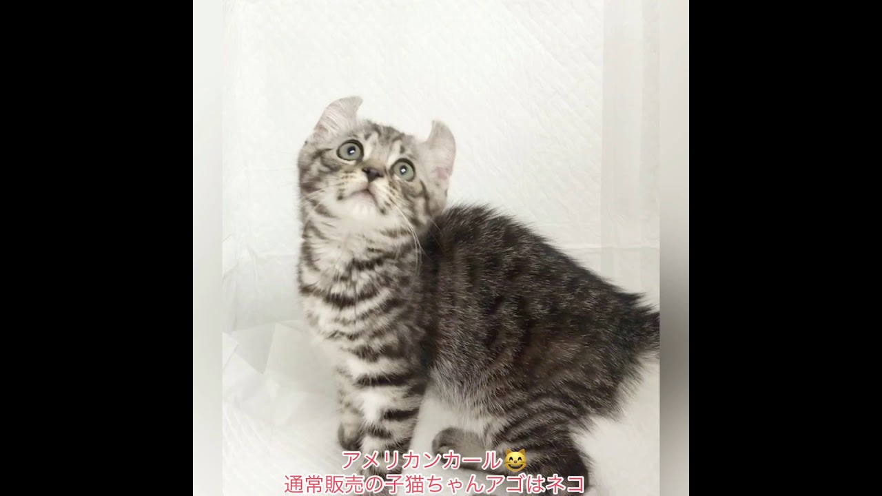 @アメリカンカール😸　@アゴはネコ　　　　　　　通常販売の子猫ちゃん