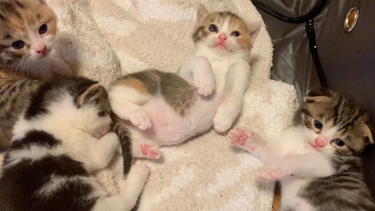 すくすく育つ子猫たち♪【スコティッシュフォールド】