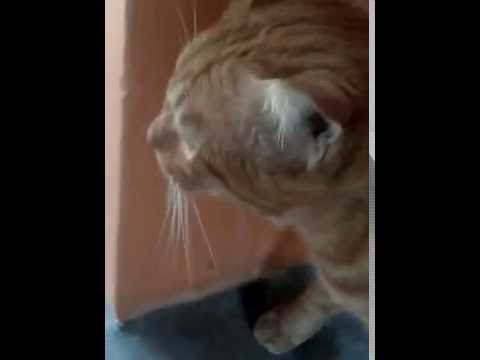 Brown Cat