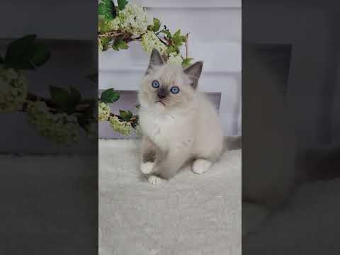 ラグドール ブルーポイントミテッドの男の子♪