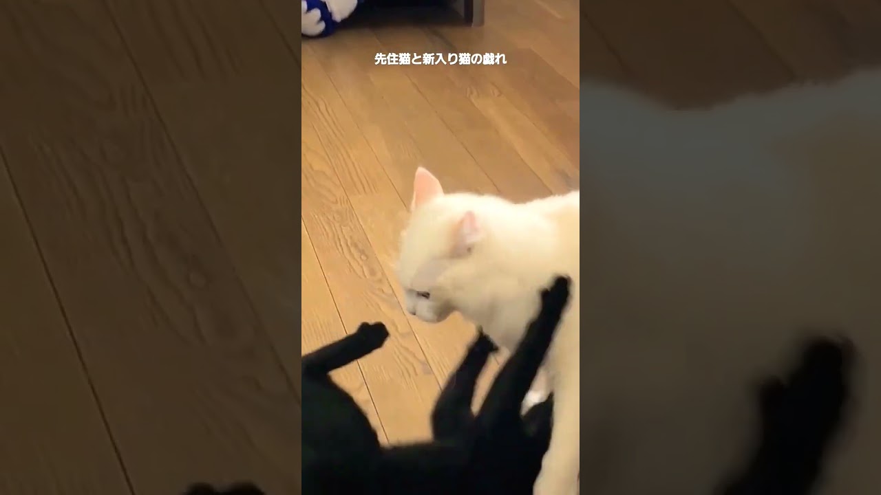 【ラグドール】先住猫と新入り猫の戯れ【ボンベイ】