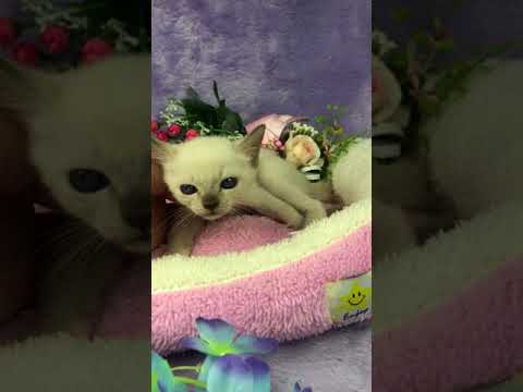 お鼻のポイントカラーが可愛いトンキニーズの女の子です。