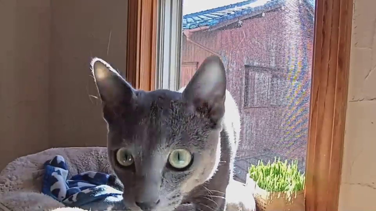 生後122日目 ロシアンブルー子猫  パパいもいも登場　My kitten's diary. Russian Blue
