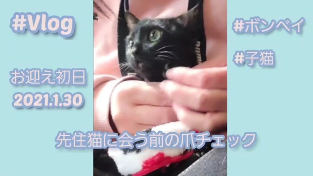 【ボンベイ】■1■お迎え初日【柊】No.2