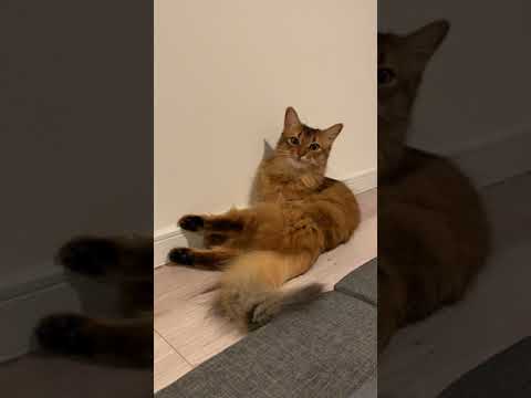 #97　最終的におっさんと化すソマリ