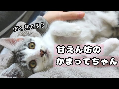 甘えん坊な子猫はかまってほしくてかわいい視線を送ってきます