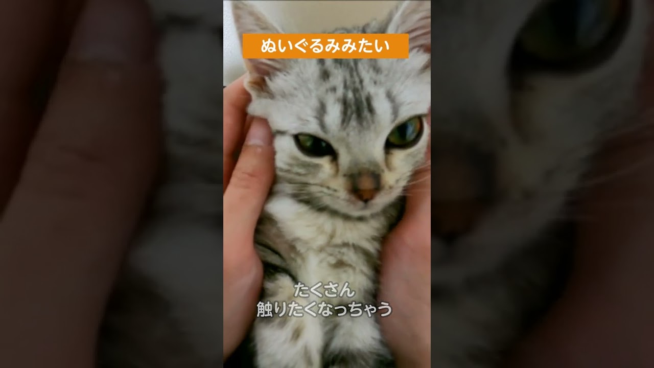 ぬいぐるみみたいにかわいい子猫【アメリカンショートヘアー】 #shorts #アメショー  #子猫